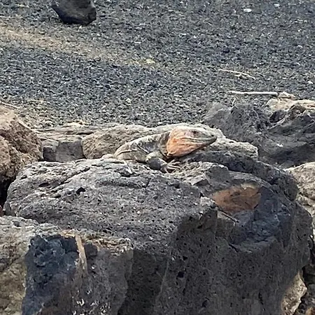 Апартаменты Numancia1-4b Atico5b Лас-Пальмас-де-Гран-Канария