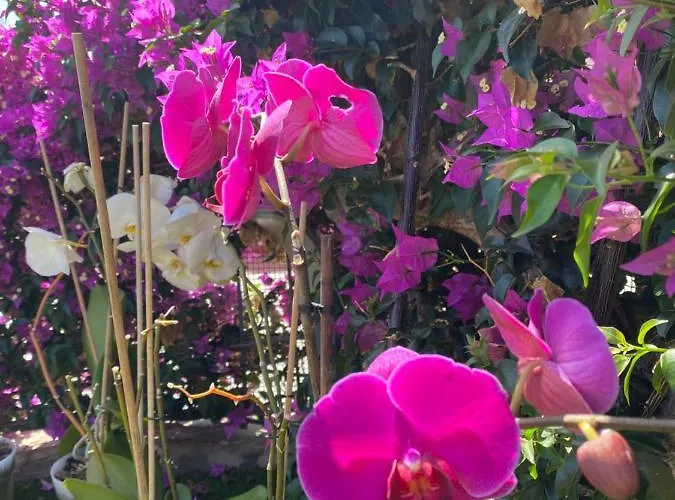 Numancia1-4b Atico5b * 大加那利岛拉斯帕尔马斯