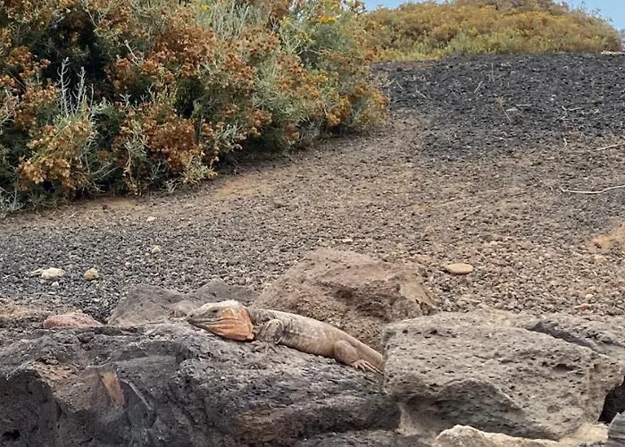 Numancia1-4b Atico5b