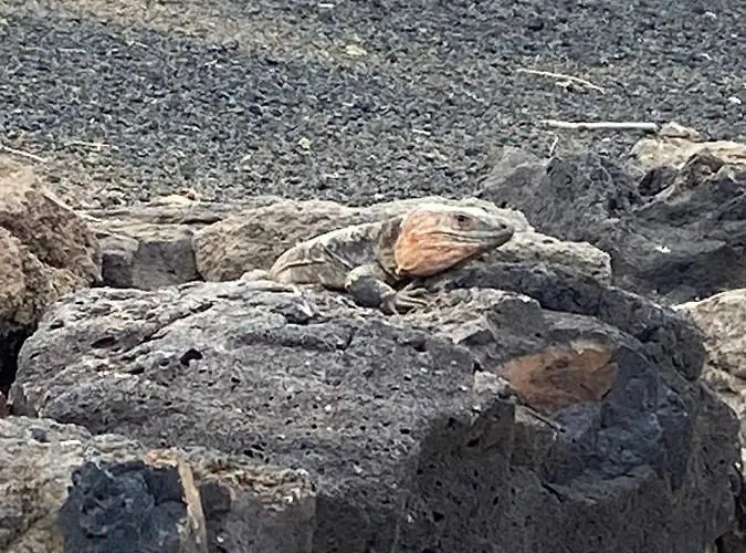 公寓 Numancia1-4b Atico5b 大加那利岛拉斯帕尔马斯